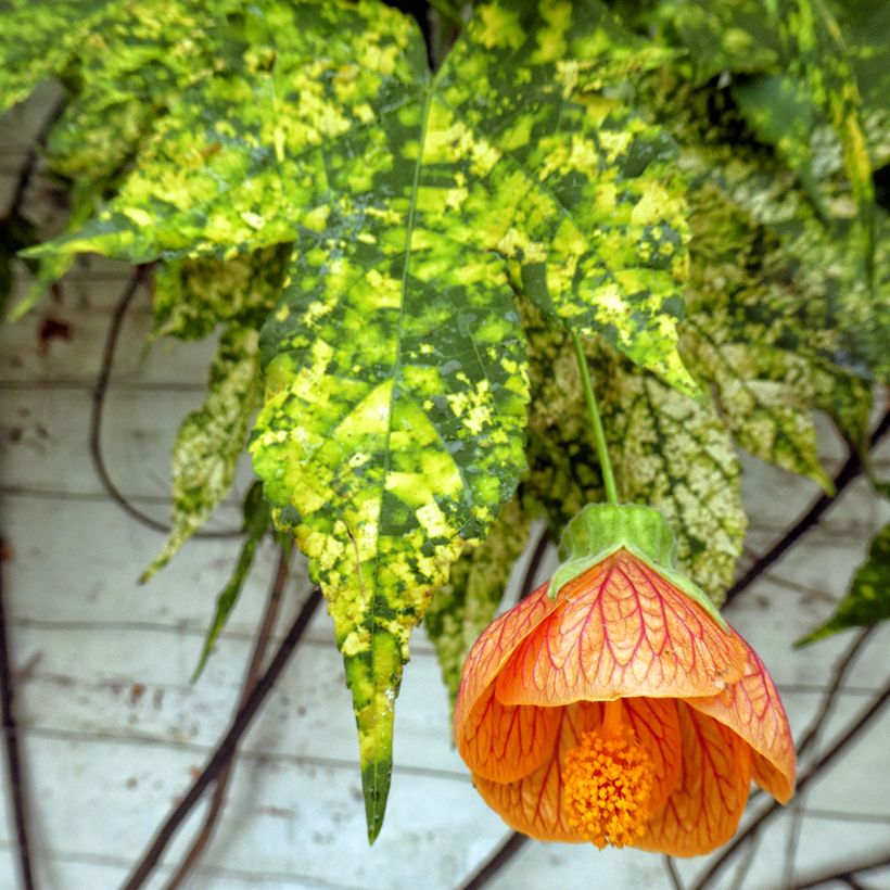 Abutilon pictum Thompsonii (Follaje)