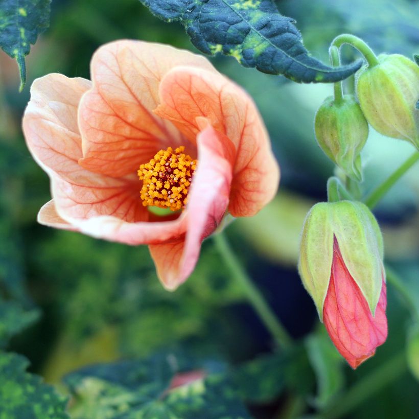 Abutilon pictum Thompsonii (Floración)