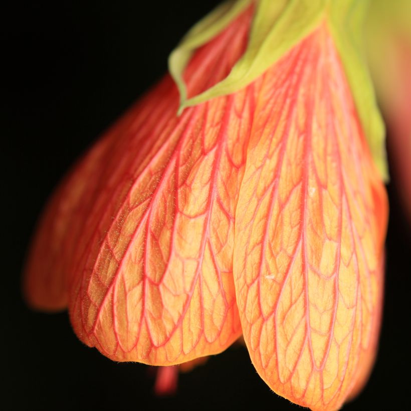 Abutilon Souvenir de Bonn (Floración)