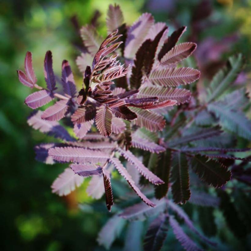 Acacia baileyana Purpurea - Mimosa (Follaje)