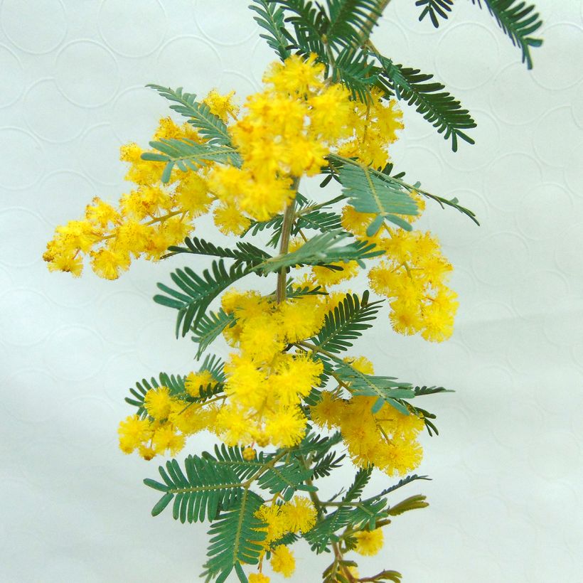 Acacia baileyana Purpurea - Mimosa (Floración)