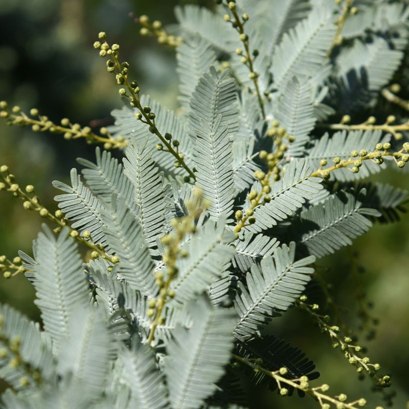 Acacia baileyana Songlines - Mimosa (Follaje)