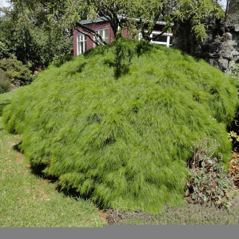 Acacia cognata Limelight - Mimosa (Porte)