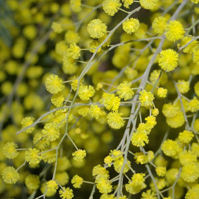 Acacia dealbata - Mimosa plateada (Floración)