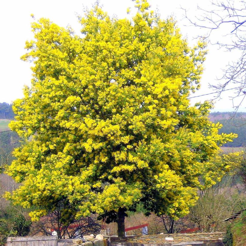 Acacia dealbata - Mimosa plateada (Porte)