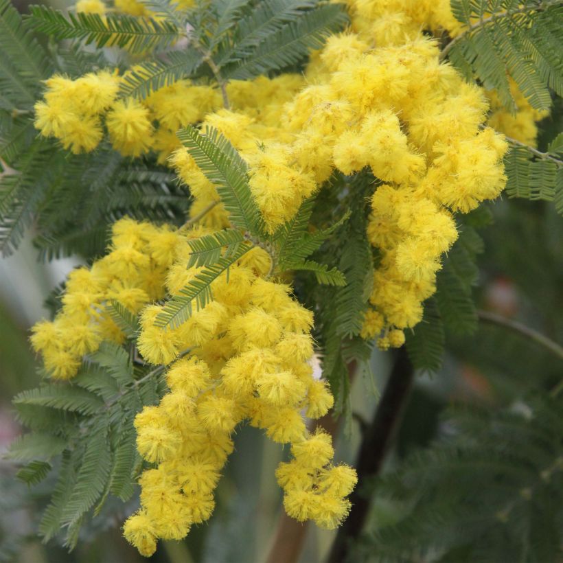 Acacia dealbata Gaulois Astier - Mimosa plateada (Floración)