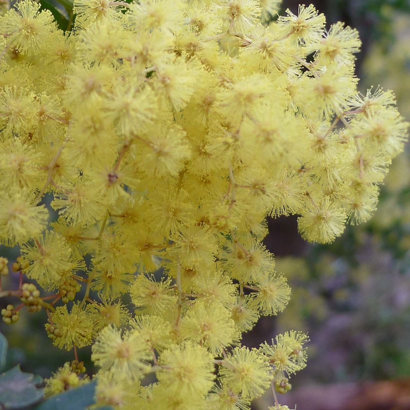 Acacia pravissima - Mimosa de oven (Floración)