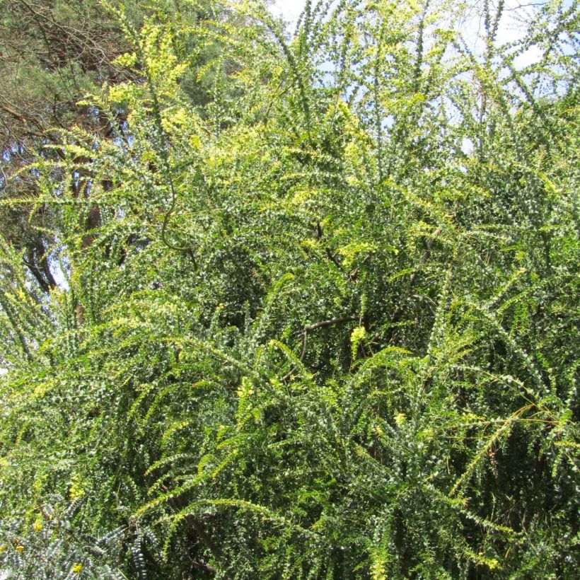 Acacia pravissima - Mimosa de oven (Porte)