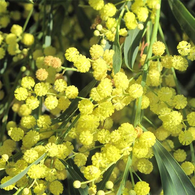 Acacia retinodes Lisette (Floración)