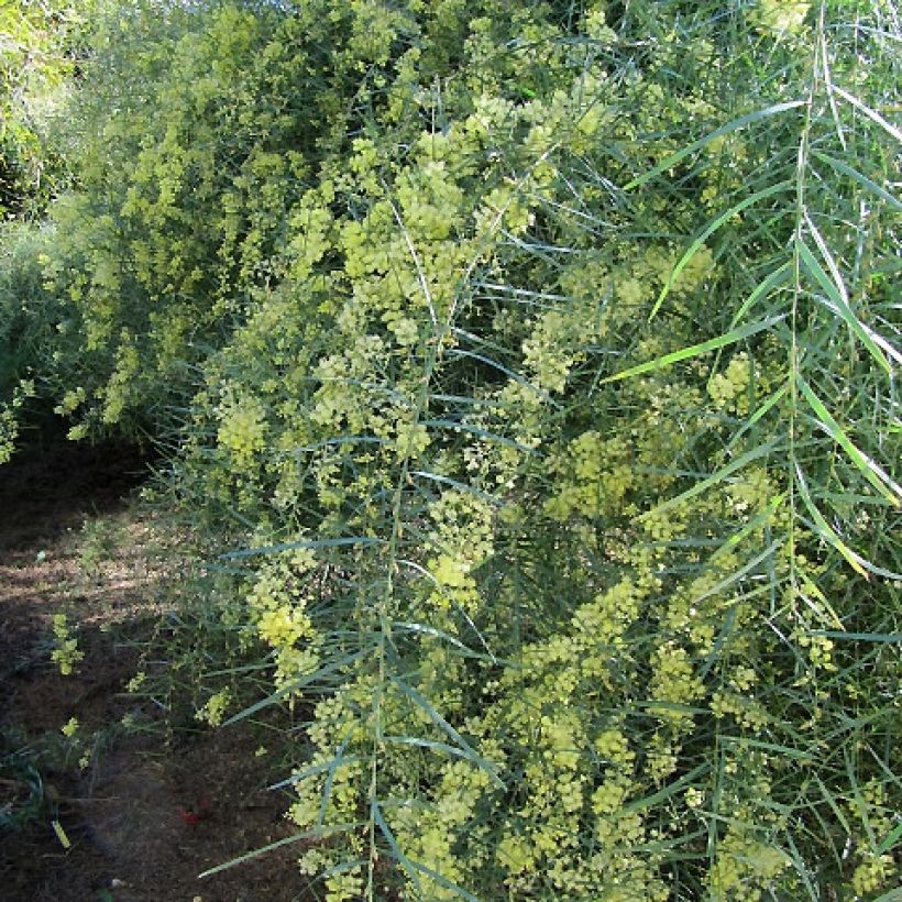 Acacia iteaphylla - Mimosa (Porte)