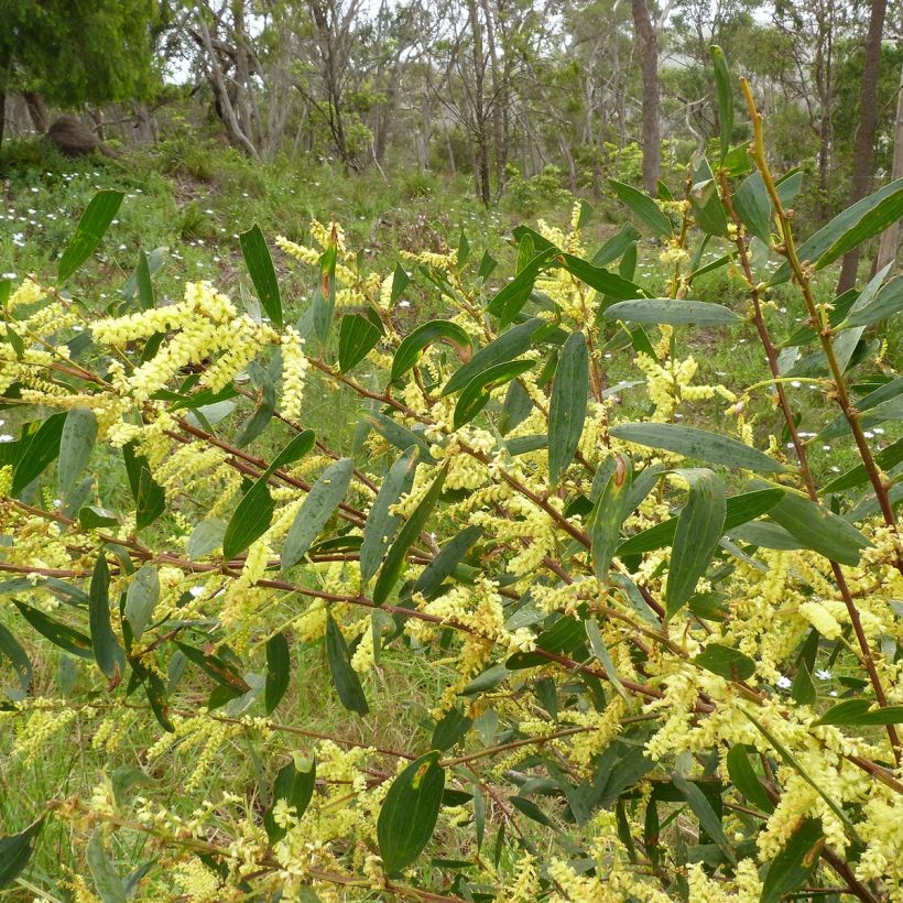 Acacia longifolia - Mimosa dorada (Follaje)