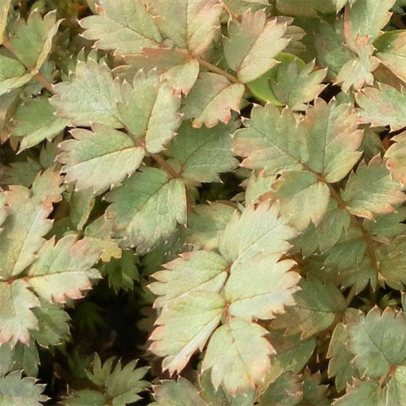 Acaena saccaticupula Blue Haze (Follaje)