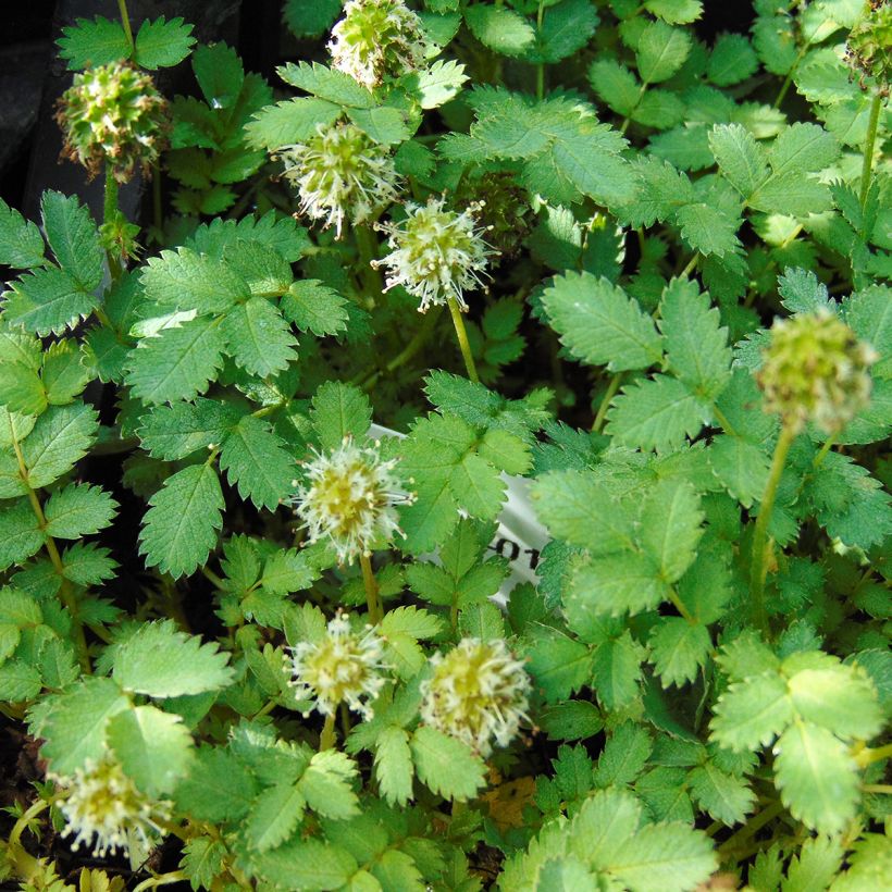 Acaena magellanica (Floración)