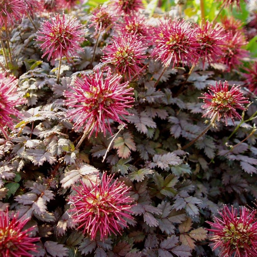 Acaena microphylla Kupferteppich - Abrojos (Floración)