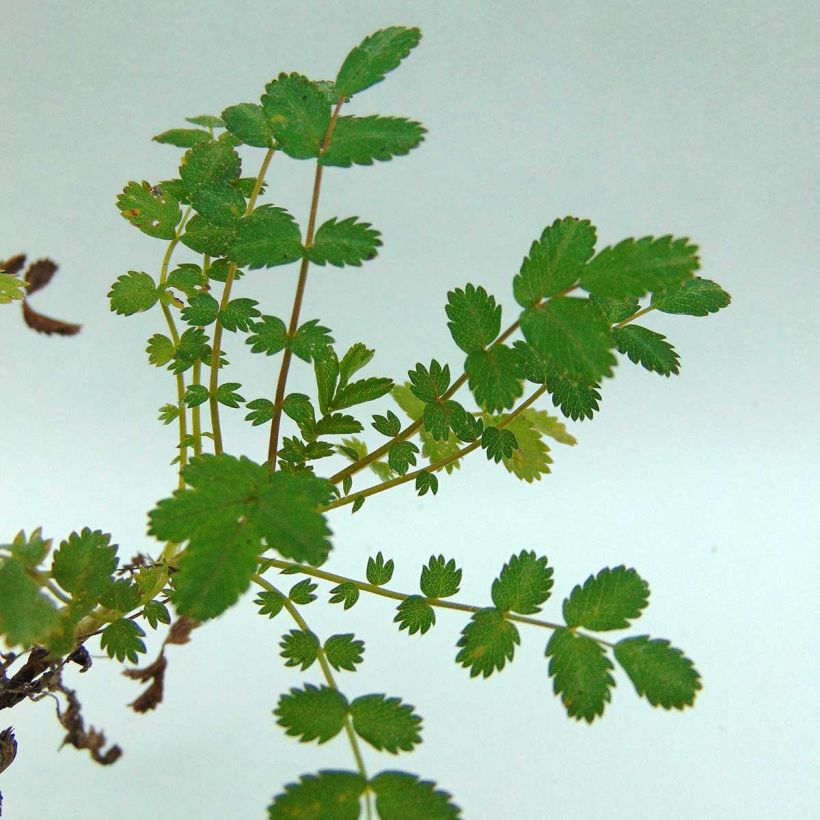 Acaena microphylla - Abrojos (Follaje)