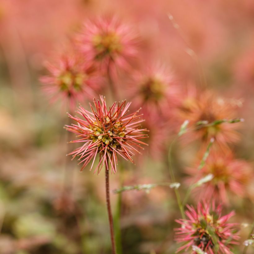 Acaena microphylla - Abrojos (Floración)