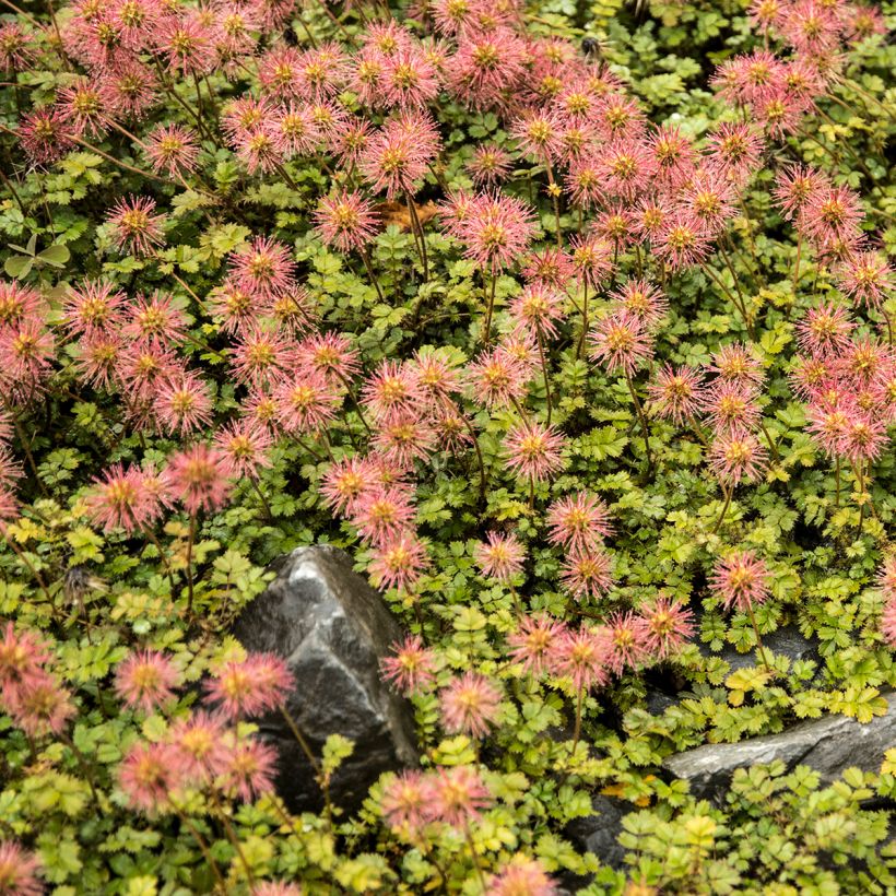 Acaena microphylla - Abrojos (Porte)