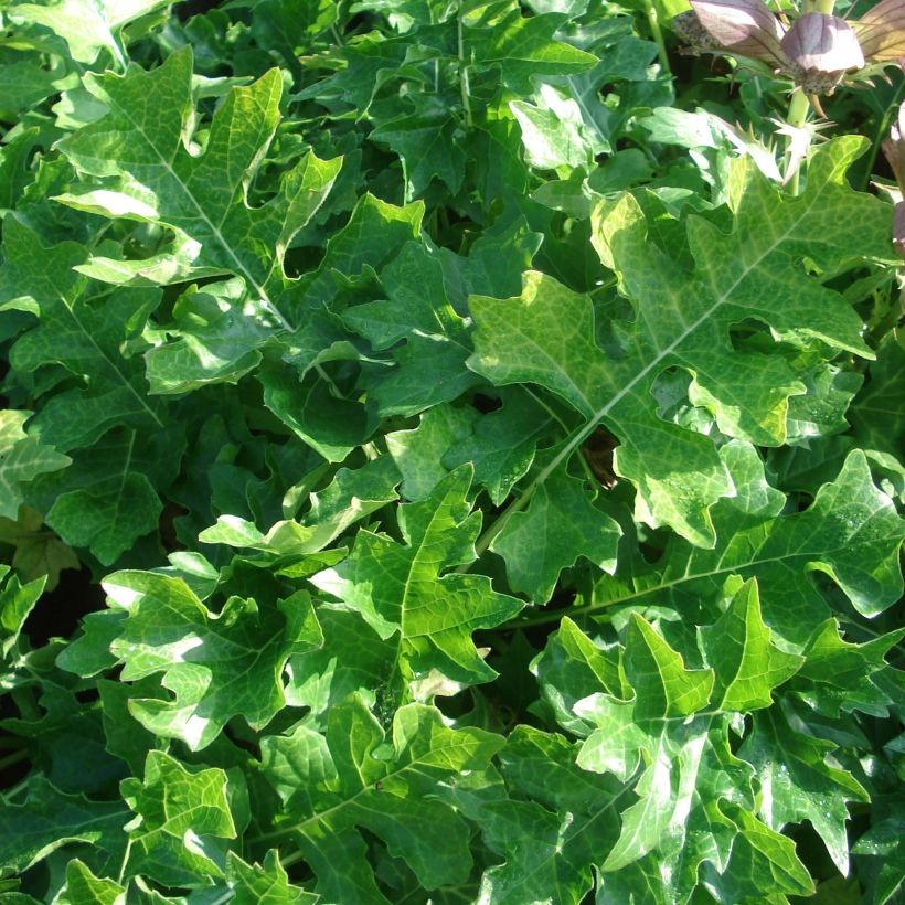 Acanto Húngaro - Acanthus hungaricus White Lips (Follaje)