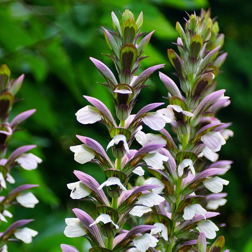 Acanto - Acanthus Morning Candle (Floración)