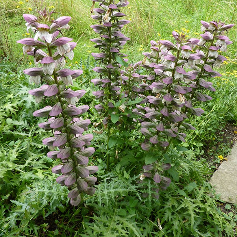 Acanto espinoso - Acanthus spinosus (Floración)