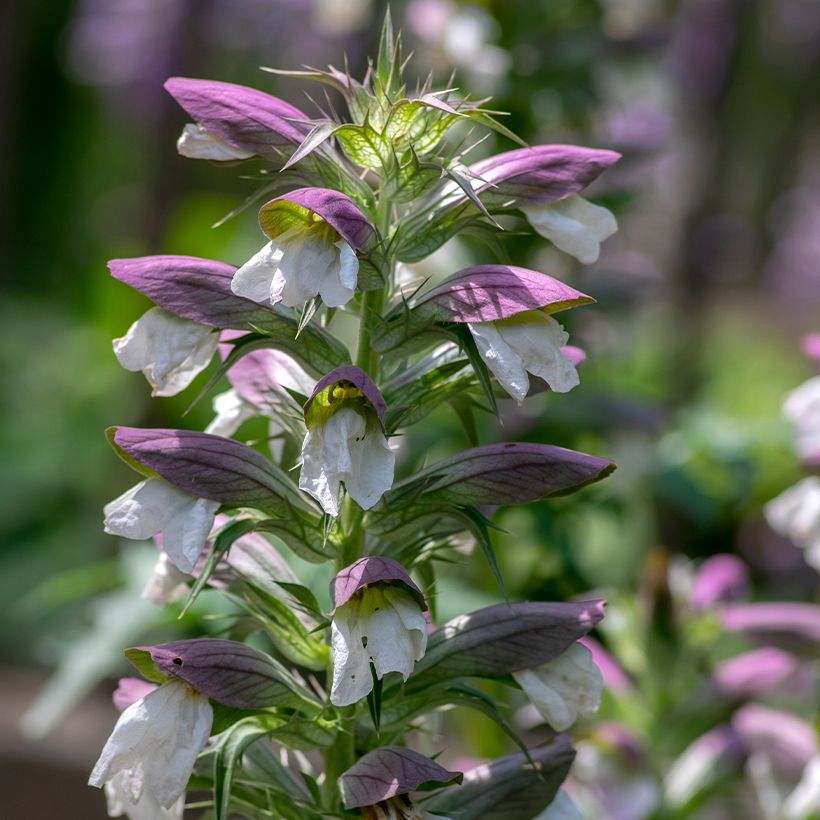 Acanto Húngaro - Acanthus hungaricus (Floración)