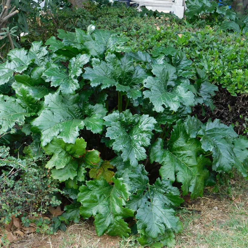 Acanto - Acanthus mollis (Follaje)