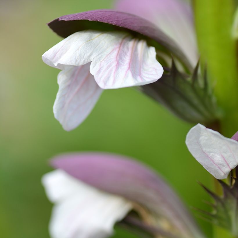 Acanto - Acanthus mollis (Floración)