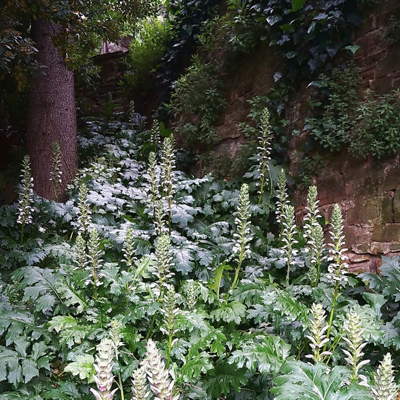 Acanto - Acanthus mollis (Porte)