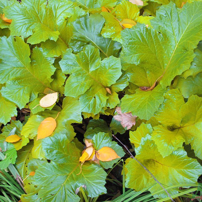 Acanto - Acanthus mollis Hollards Gold (Follaje)