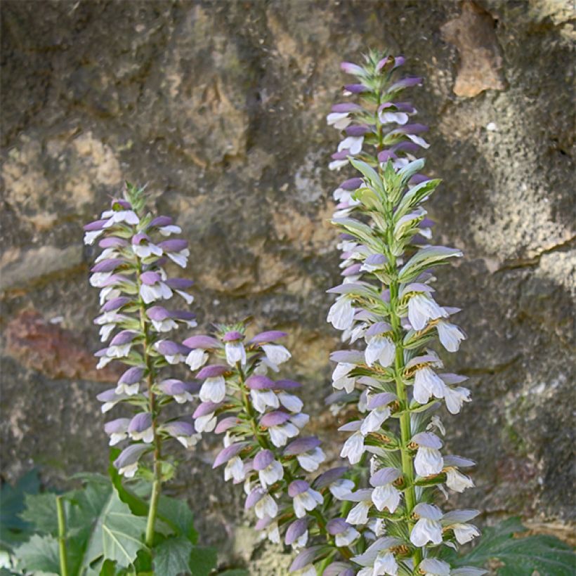 Acanto - Acanthus mollis Hollards Gold (Floración)