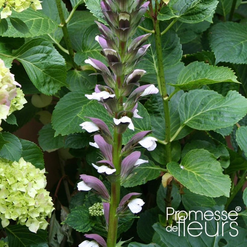 Acanto - Acanthus mollis Latifolius (Floración)