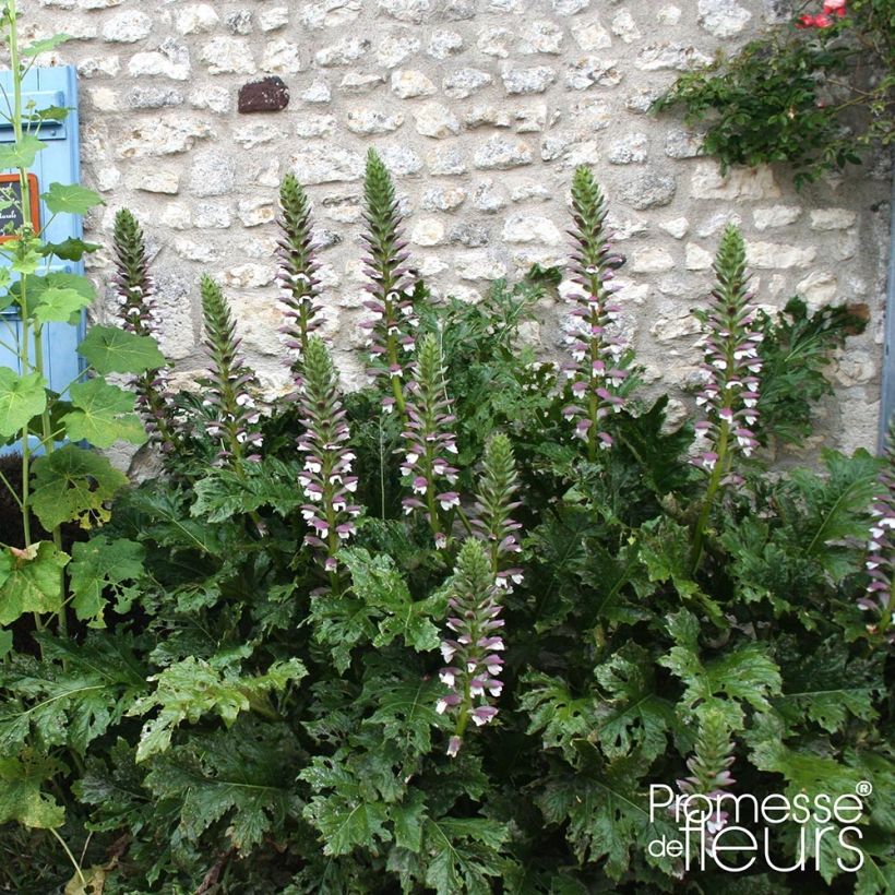 Acanto - Acanthus mollis Latifolius (Porte)