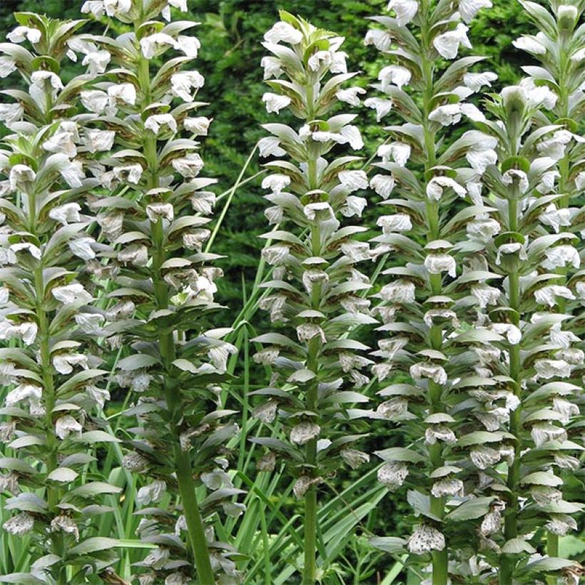 Acanto - Acanthus mollis Rue Ledan (Floración)