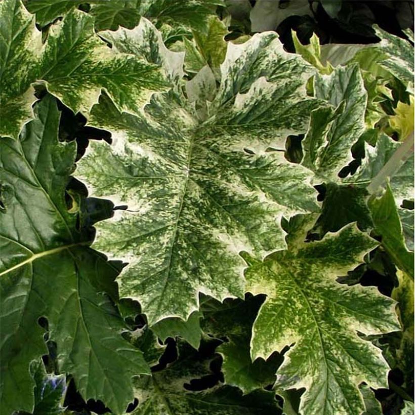 Acanto - Acanthus mollis Tasmanian Angel (Follaje)