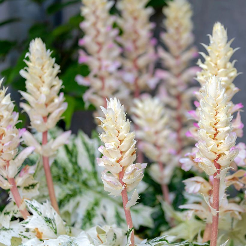 Acanto - Acanthus mollis Tasmanian Angel (Floración)