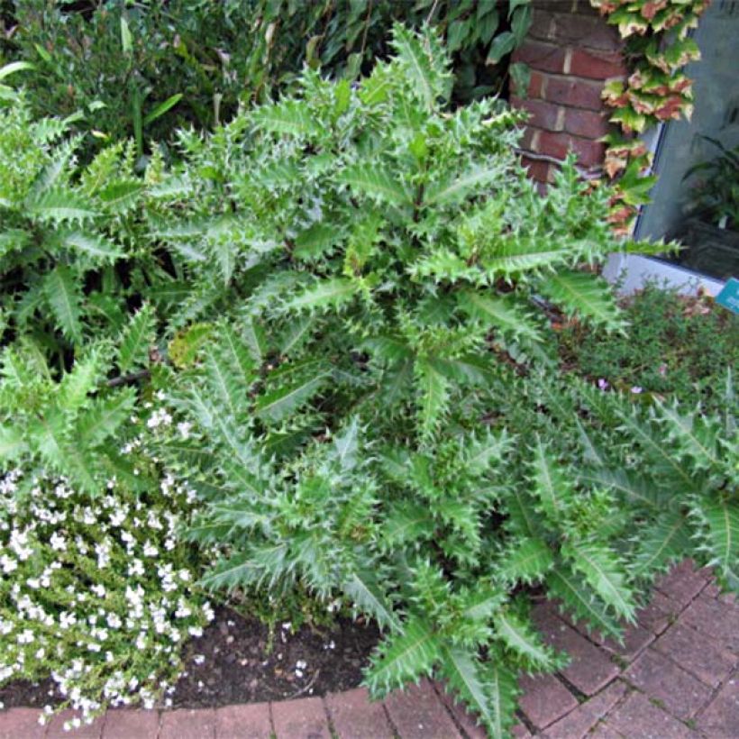 Acanto - Acanthus sennii (Porte)