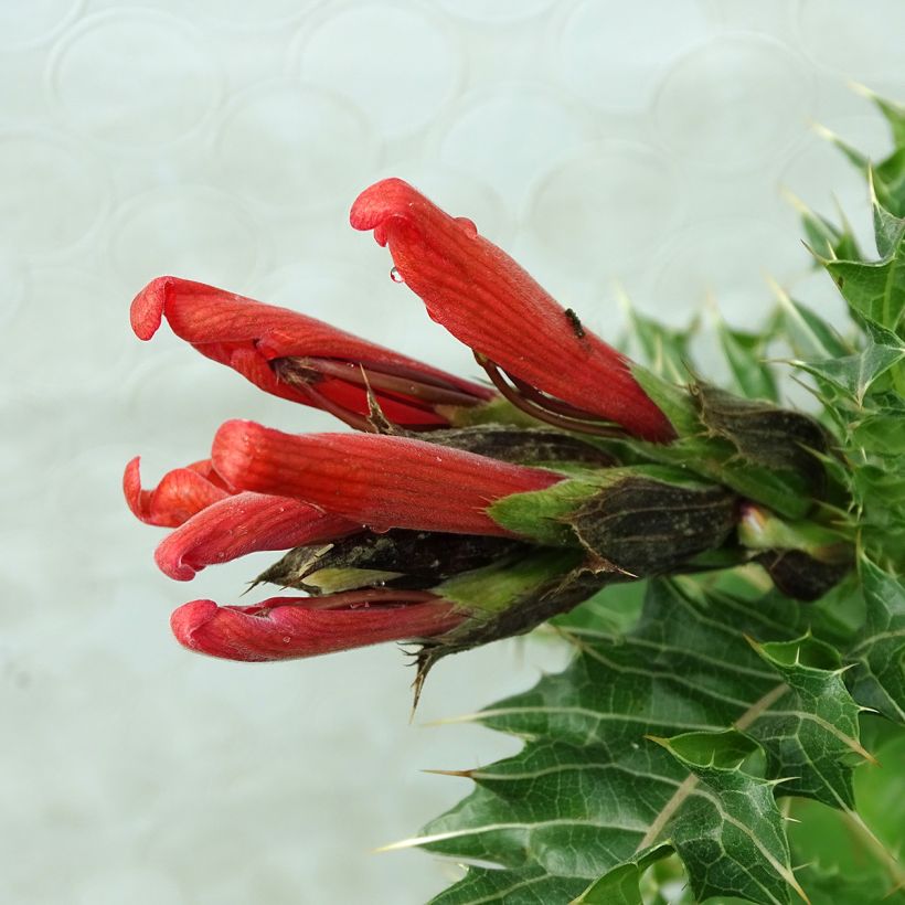 Acanto - Acanthus sennii (Floración)