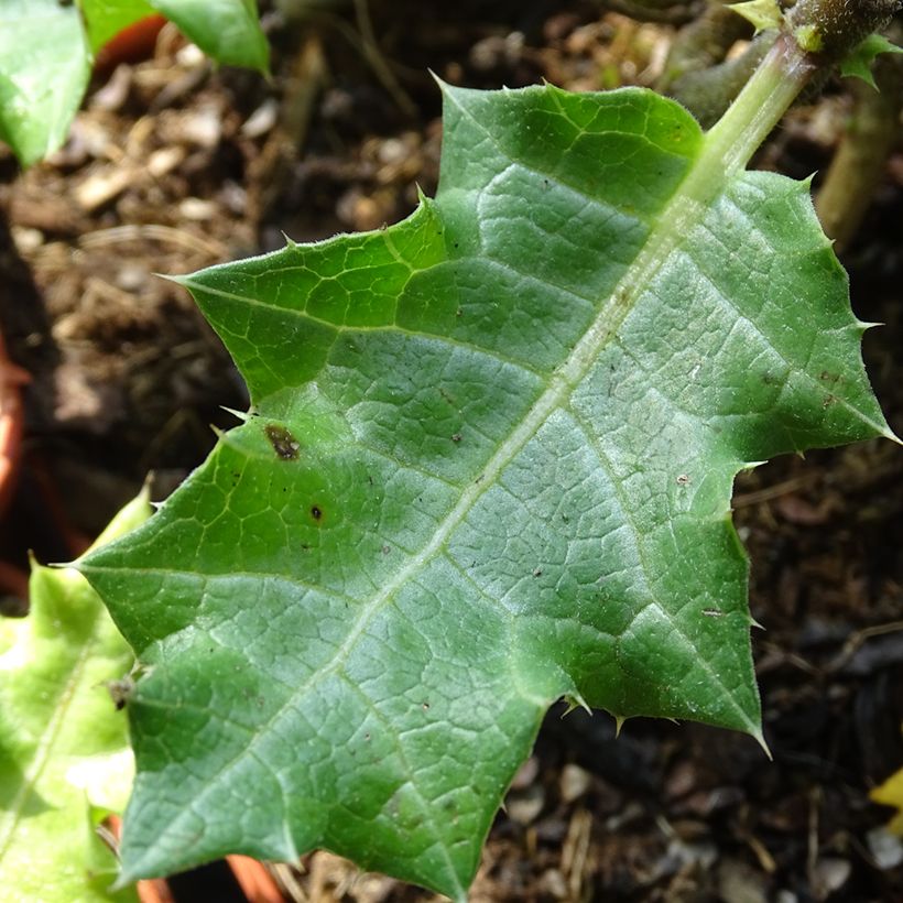 Acanto - Acanthus sennii (Follaje)