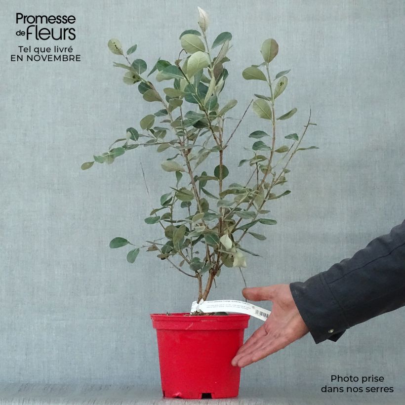 Ejemplar de Acca sellowiana Coolidge  - Goyavier du Brésil autofertile Pot de 2L/3L entregado en otoño