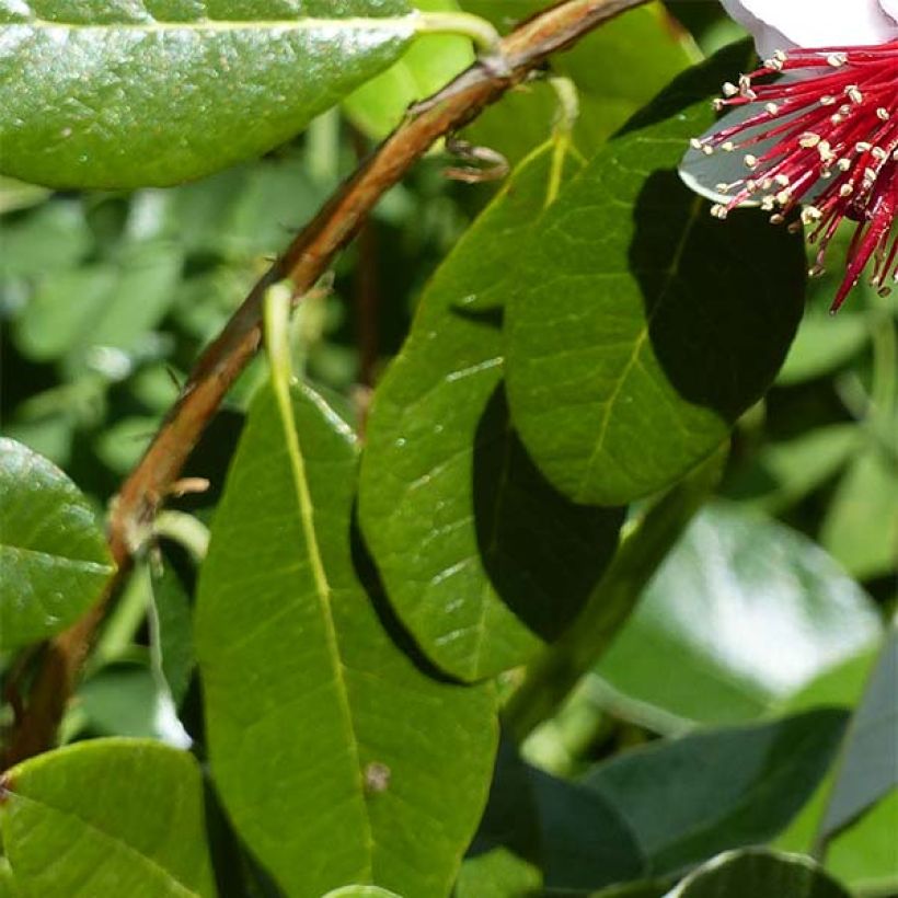 Feijoa Coolidge - Feijoa sellowiana (Follaje)