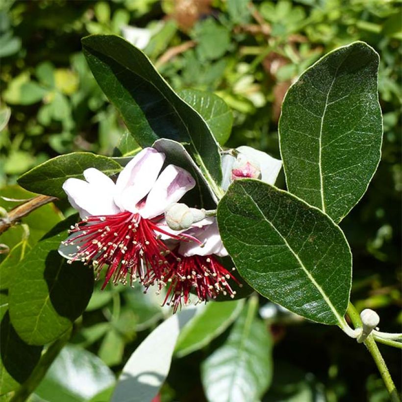 Feijoa Coolidge - Feijoa sellowiana (Floración)