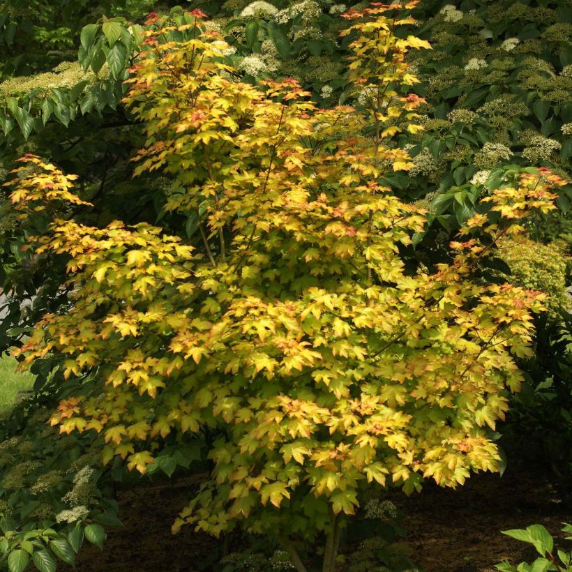 Acer Orientalia (Porte)