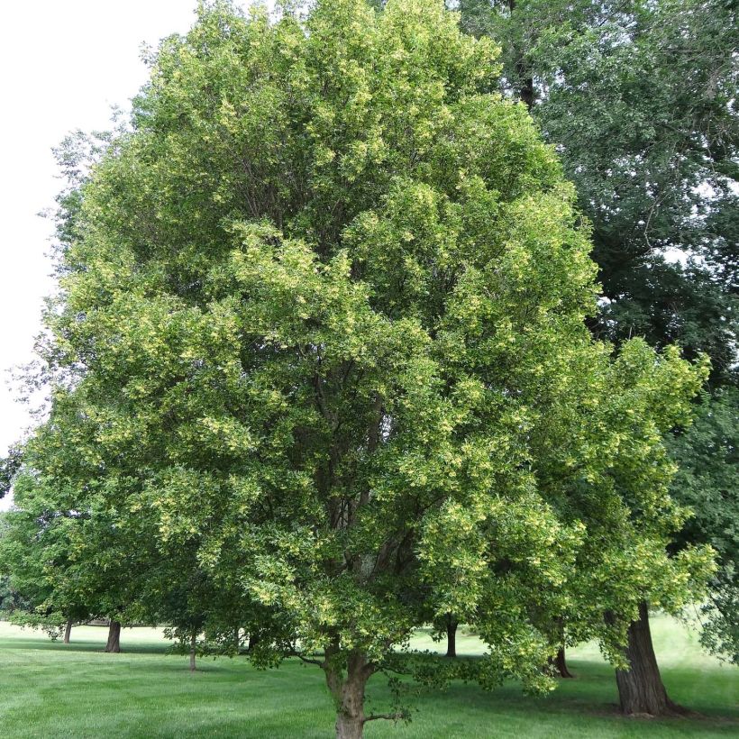 Acer buergerianum - Arce tridente (Porte)