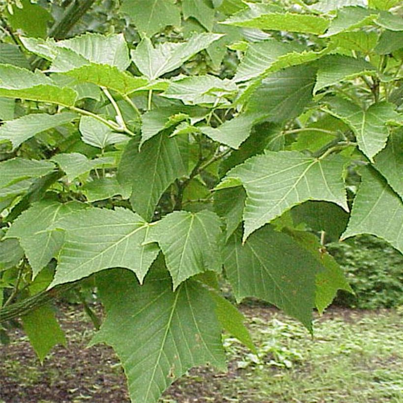 Acer capillipes - Arce rojo japonés (Follaje)