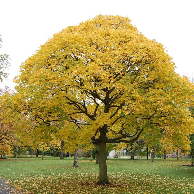 Acer cappadocicum Aureum (Porte)