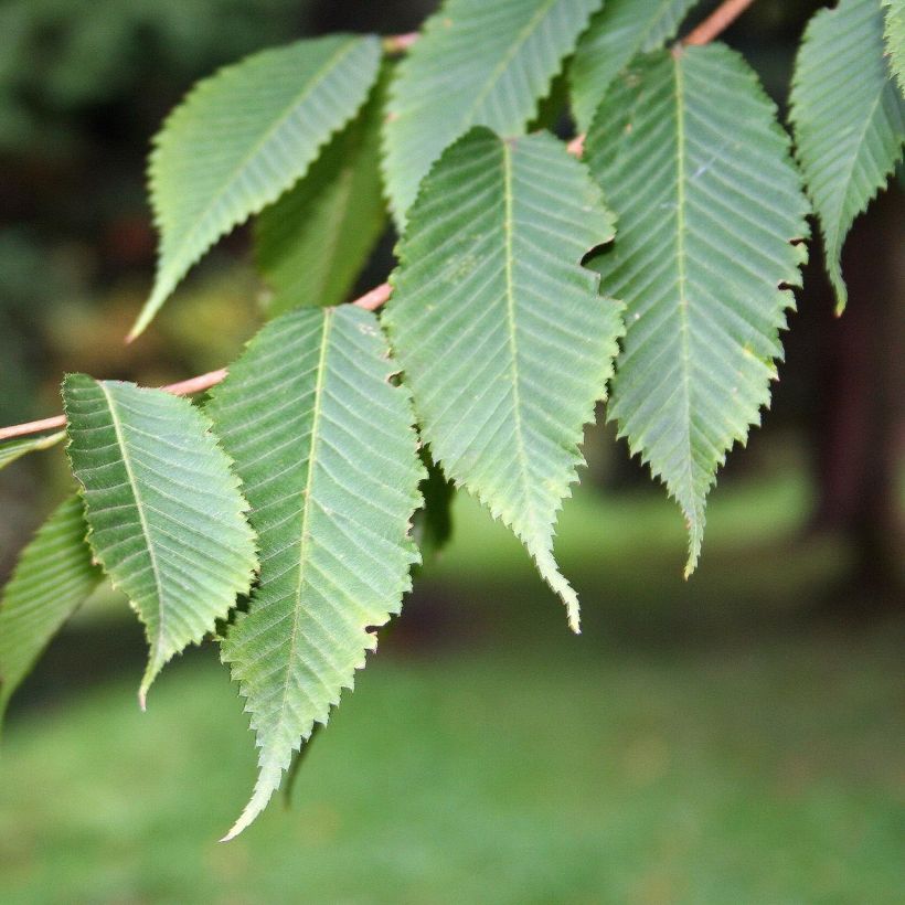 Acer carpinifolium - Arce de hojas de carpe (Follaje)