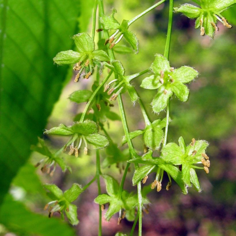 Acer carpinifolium - Arce de hojas de carpe (Floración)