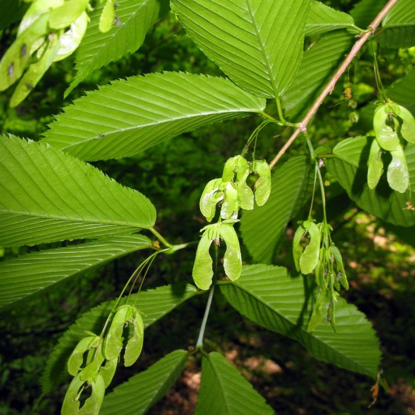 Acer carpinifolium - Arce de hojas de carpe (Cosecha)