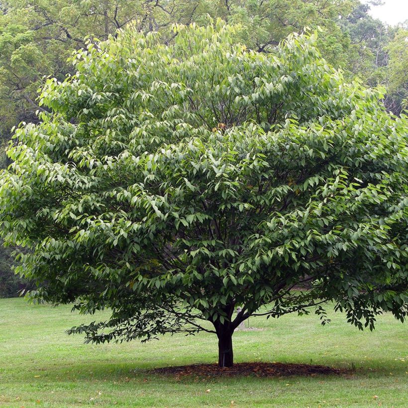 Acer carpinifolium - Arce de hojas de carpe (Porte)