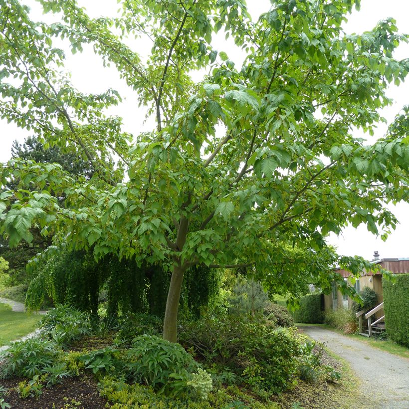 Acer conspicuum Silver Vein (Porte)